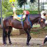 Kuda Reggong Suryakencana