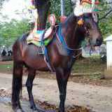 Kuda Renggong Kendali Manik